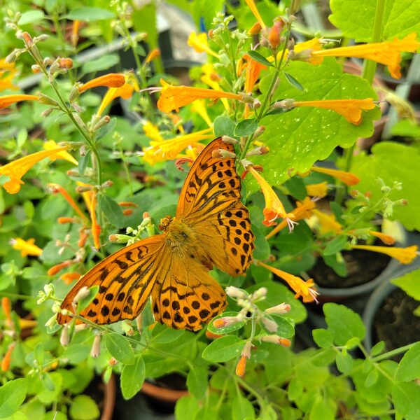 AGASTACHE AURANTIACA Apricot Sprite – Image 2