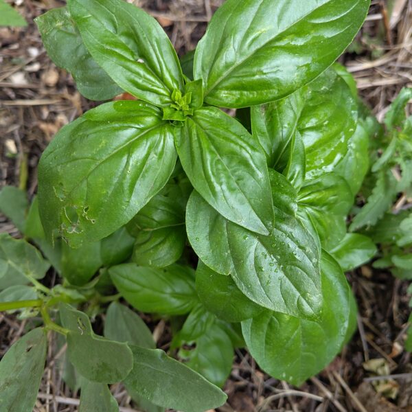 Basilic genovese