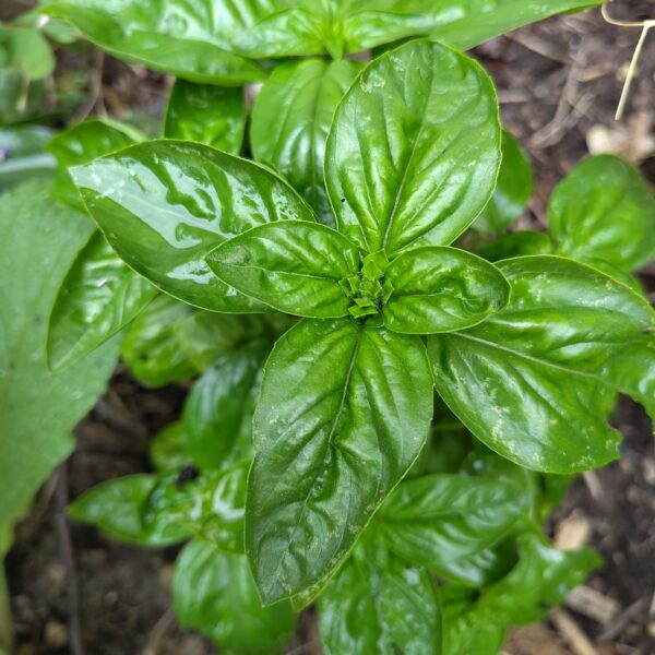 Basilic genovese – Image 2