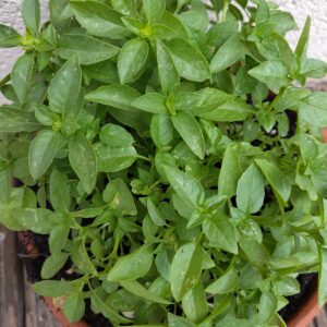 BASILIC MARSEILLAIS