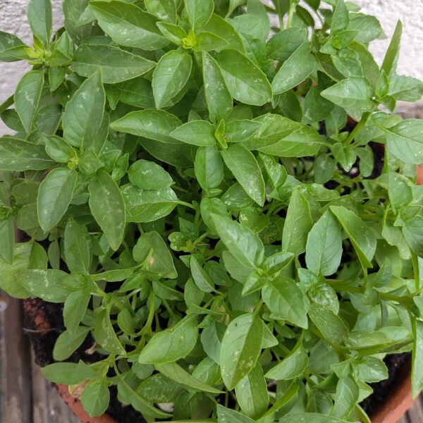 BASILIC MARSEILLAIS