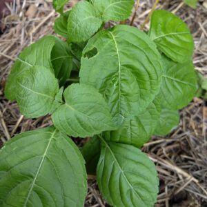 BASILIC THYM