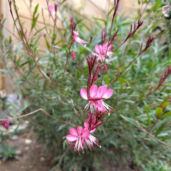 GAURA lindheimeri rose