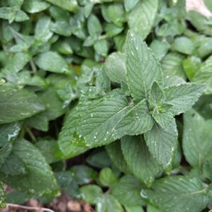 MENTHE CITRON mentha x piperita ssp citrata