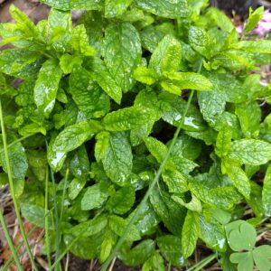 MENTHE MAROCAINE mentha spicata nanah