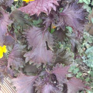 SHISO POURPRE perilla frutescens var. Crispa