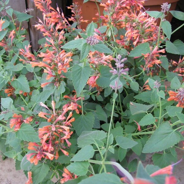 AGASTACHE MEXICAINE sangria