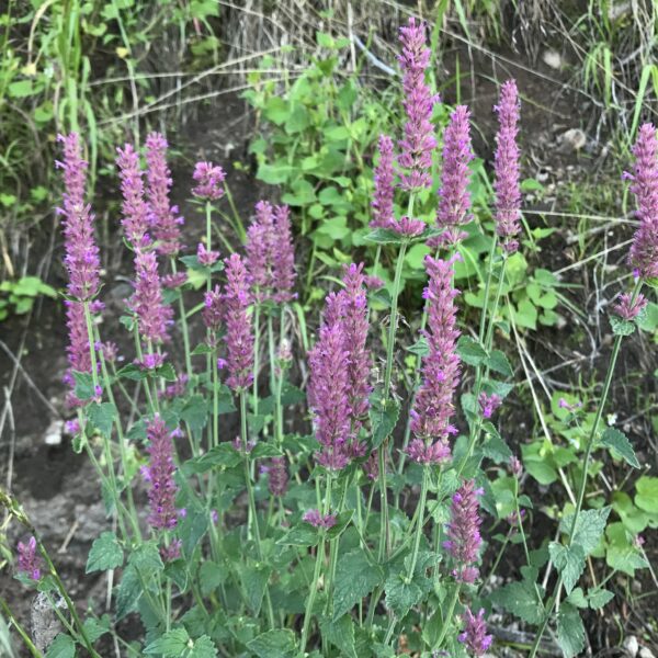 AGASTACHE BREVIFLORA