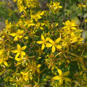 MILLEPERTUIS hypericum perforatum L
