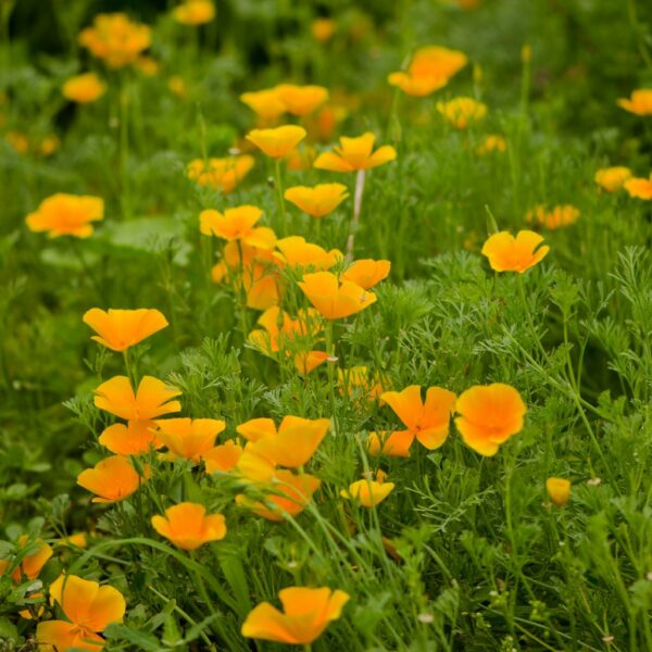 PAVOT DE CALIFORNIE eschscholzia californica