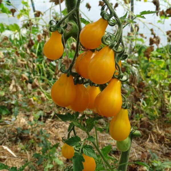 POIRE JAUNE