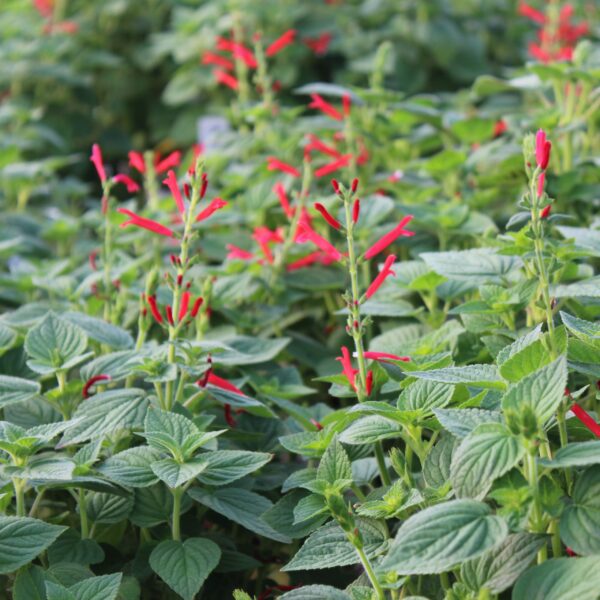 SAUGE MELON salvia elegans honey melon