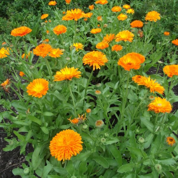 SOUCI DES JARDINS calendula officinalis