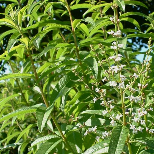 VERVEINE aloysia citriodora ou lippia citriodora