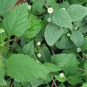 VERVEINE SUCRANTE, lippia dulcis
