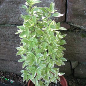 BASILIC PESTO PERPETUO