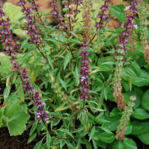 BASILIC DE NOUVELLE GUINEE ocimum americanum sp. pilosum