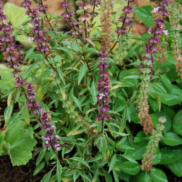 BASILIC DE NOUVELLE GUINEE ocimum americanum sp. pilosum
