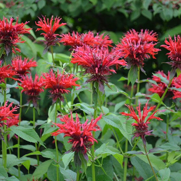 MONARDE POURPRE monarda didyma