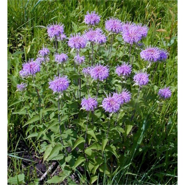 MONARDE FISTULEUSE monarda fistulosa