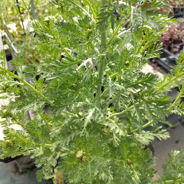CHRYSANTHÈME COMESTIBLE chrysanthemum coronarium – Image 2