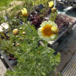 CHRYSANTHÈME COMESTIBLE chrysanthemum coronarium