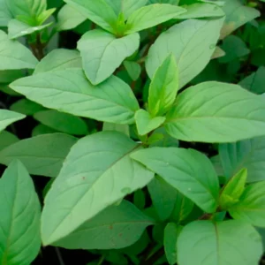 Basilic Lime / Thai Lemon  ocimum americanum sp. pilosum