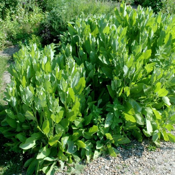 MENTHE COQ  tanacetum balsamita