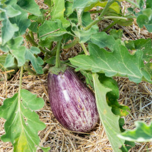 AUBERGINE ZÉBRÉE « Tsakoniki »