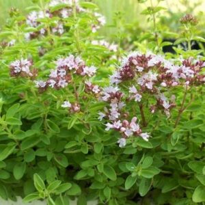 MARJOLAINE origanum majorana
