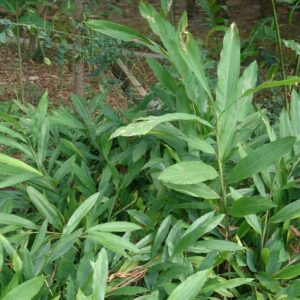 CARDAMOME elletaria cardamomum