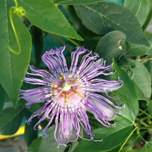 Passiflore officinale passiflora incarnata