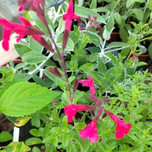 SAUGE PECHE salvia greggii "peach"