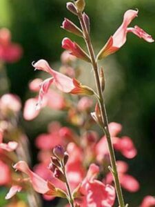 SAUGE PECHE salvia greggii "peach"