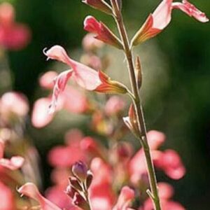 SAUGE PECHE salvia greggii "peach"
